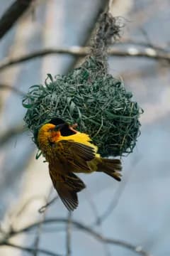 A yellow weaver hanging beneath its green woven nest