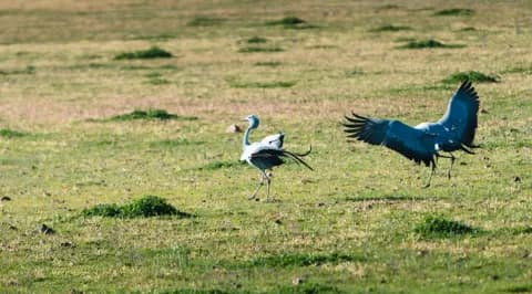 Two blue cranes in a field, one with its wings spread wide