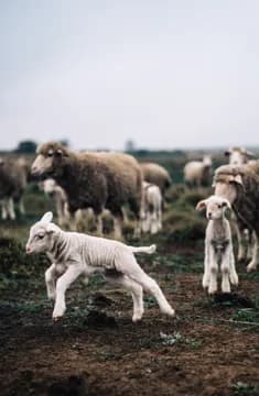 A lamb mid-step with the flock behind under an overcast sky