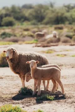 A Dohne Merino ewe with her lamb in the Knersvlakte
