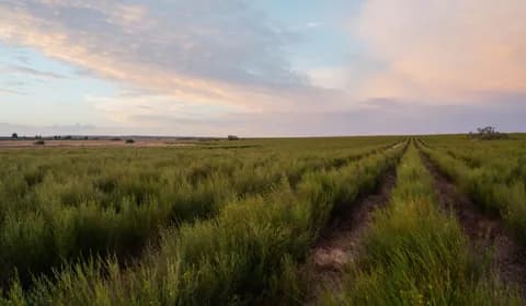 Rows of green rooibos bushes under a soft pink and blue evening sky