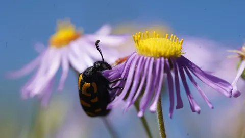 A black and yellow beetle on a purple daisy