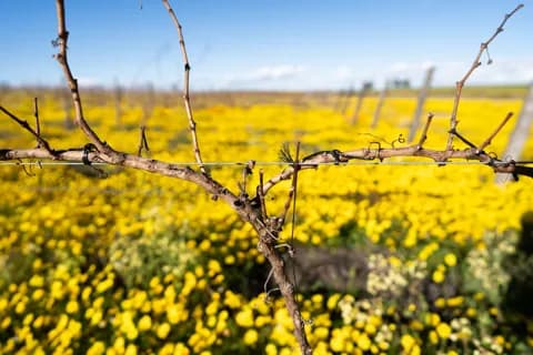 Bare vine canes on a wire against yellow flowers