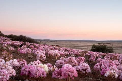 Pink Maartblomme covering the red earth at dusk, with the plain stretching to the horizon