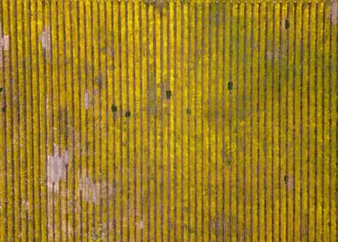 Vineyard rows seen straight from above, filled with yellow flowers between the vines