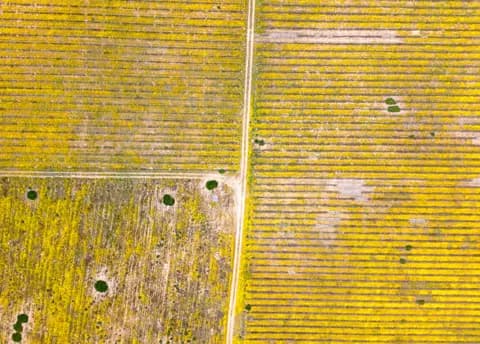 Flowering vineyard blocks from overhead, a track crossing between them