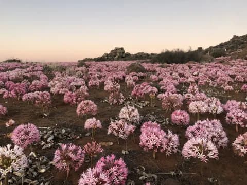 Pink Maartblomme in a rocky field under a pale evening sky