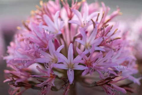 Pink flower heads in close detail