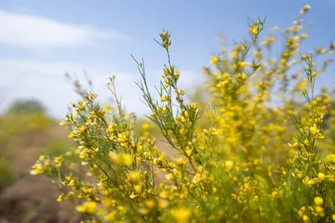 A flowering rooibos shrub with small yellow flowers against a blue sky