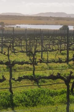 Rows of dormant vines with a dam and hills beyond