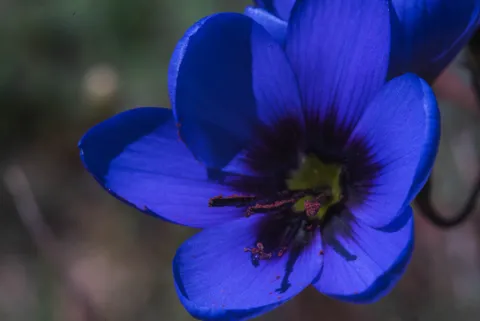 A close view of a deep blue flower with dark purple centre