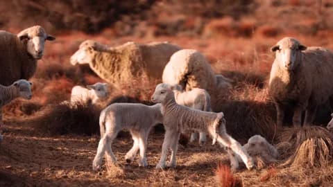 Dohne Merino ewes and lambs among red-brown veld, two lambs stretching
