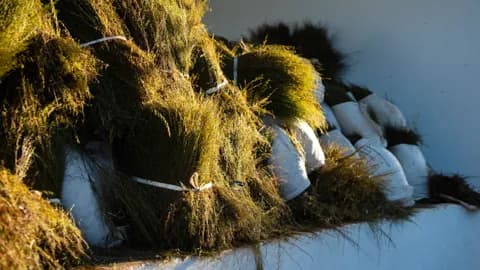 Freshly cut green rooibos bundles tied with white cord, stacked in low sun