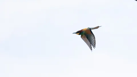 A European bee-eater in flight against a white sky