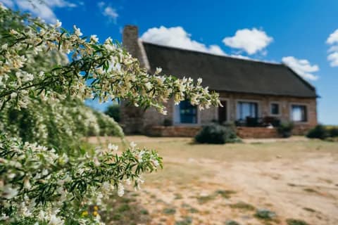 A flowering shrub in spring, the thatched cottage behind it
