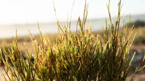 Fine green rooibos stems wet with dew, backlit by early sun