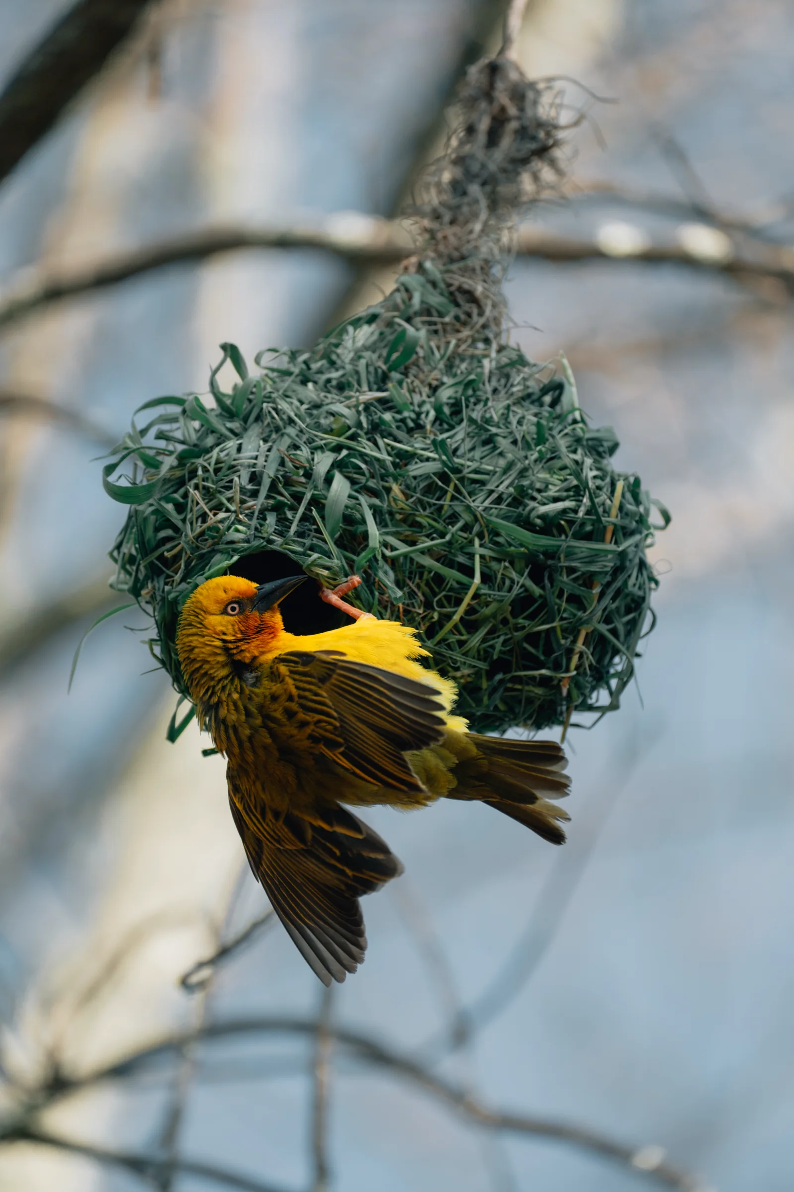 A yellow weaver hanging beneath its green woven nest