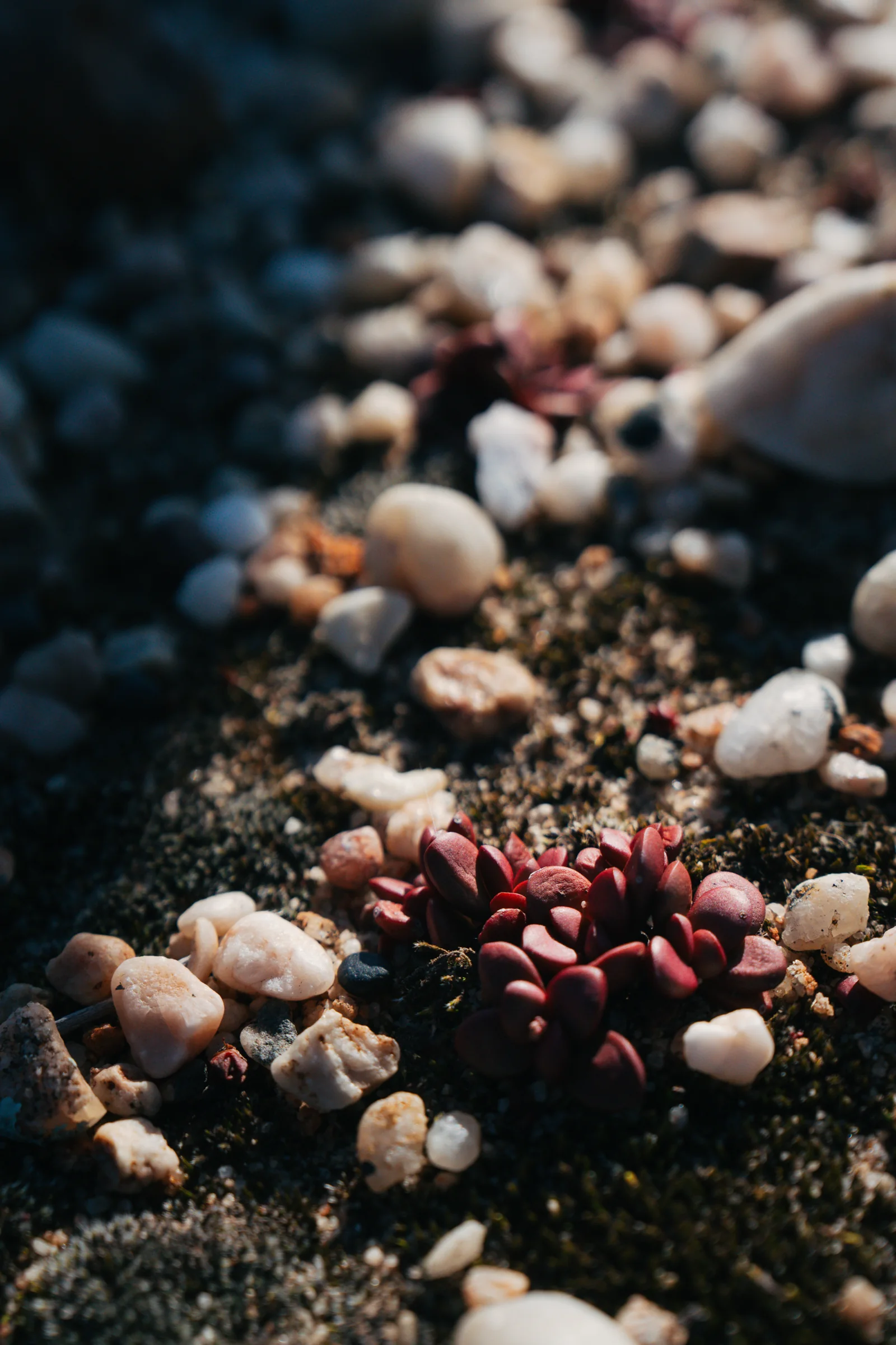 Small plants growing between white quartz stones on the escarpment edge