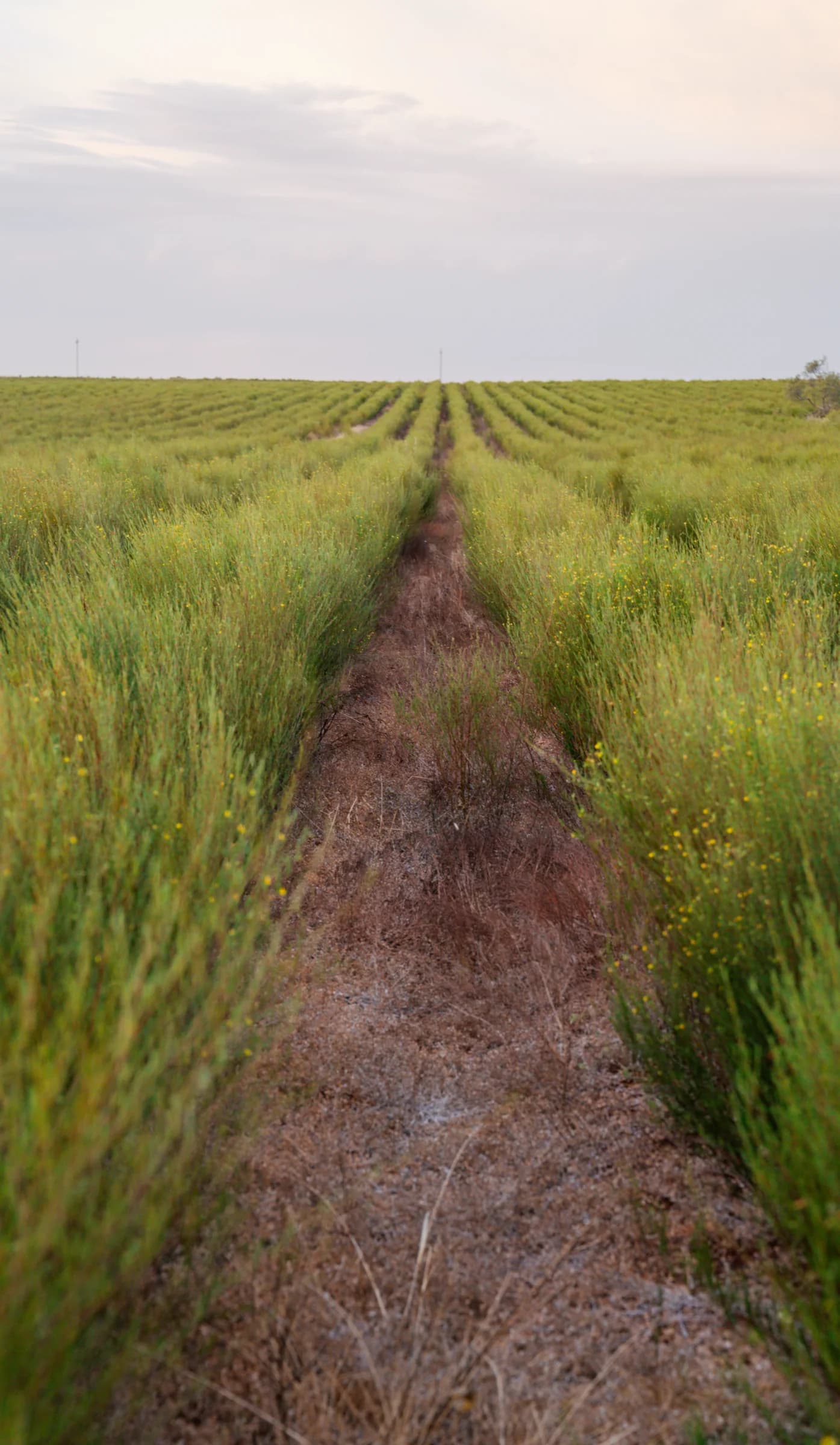 A track between tall green rows of rooibos bushes under a pale evening sky