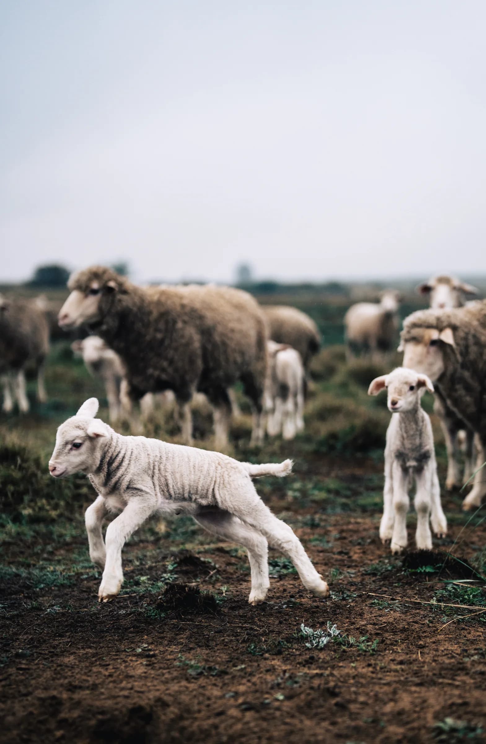 A lamb mid-step with the flock behind under an overcast sky
