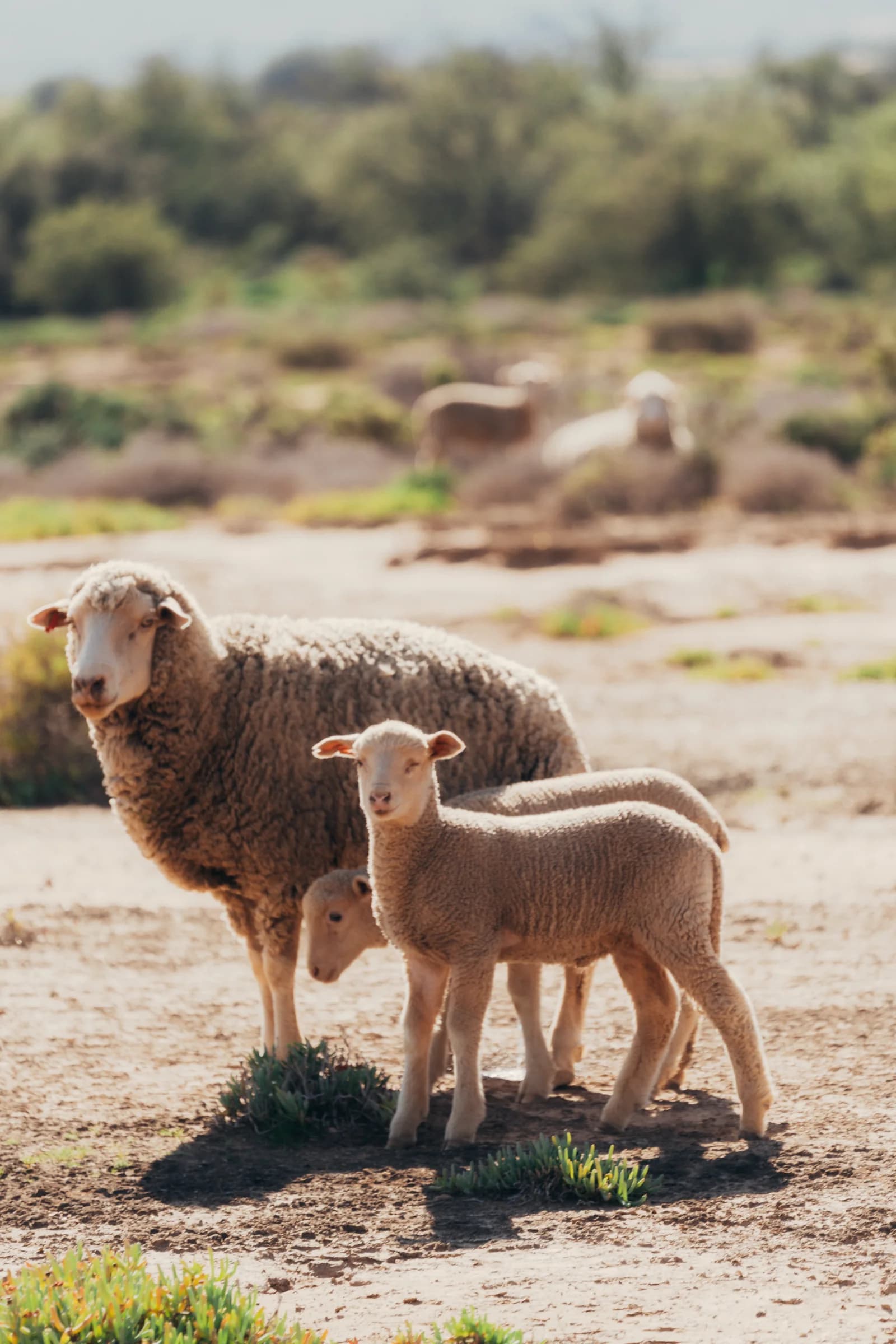 A Dohne Merino ewe with her lamb in the Knersvlakte