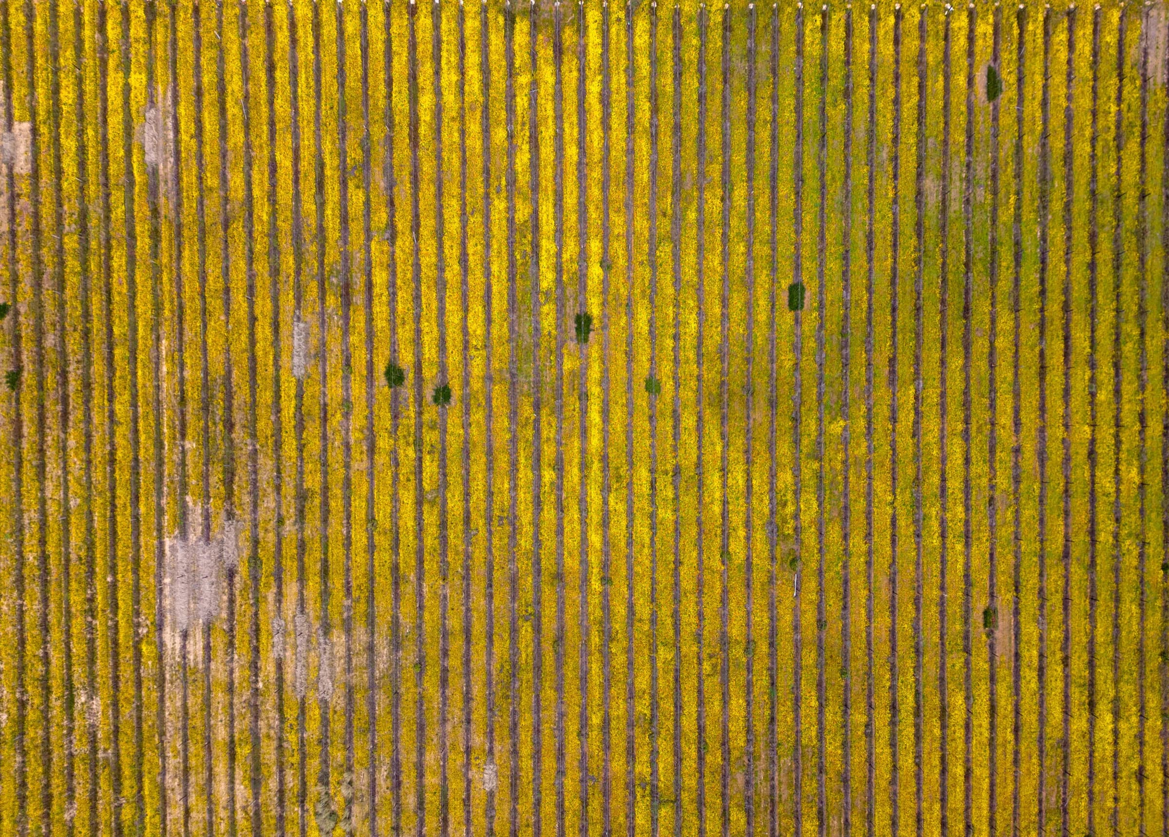 Vineyard rows seen straight from above, filled with yellow flowers between the vines