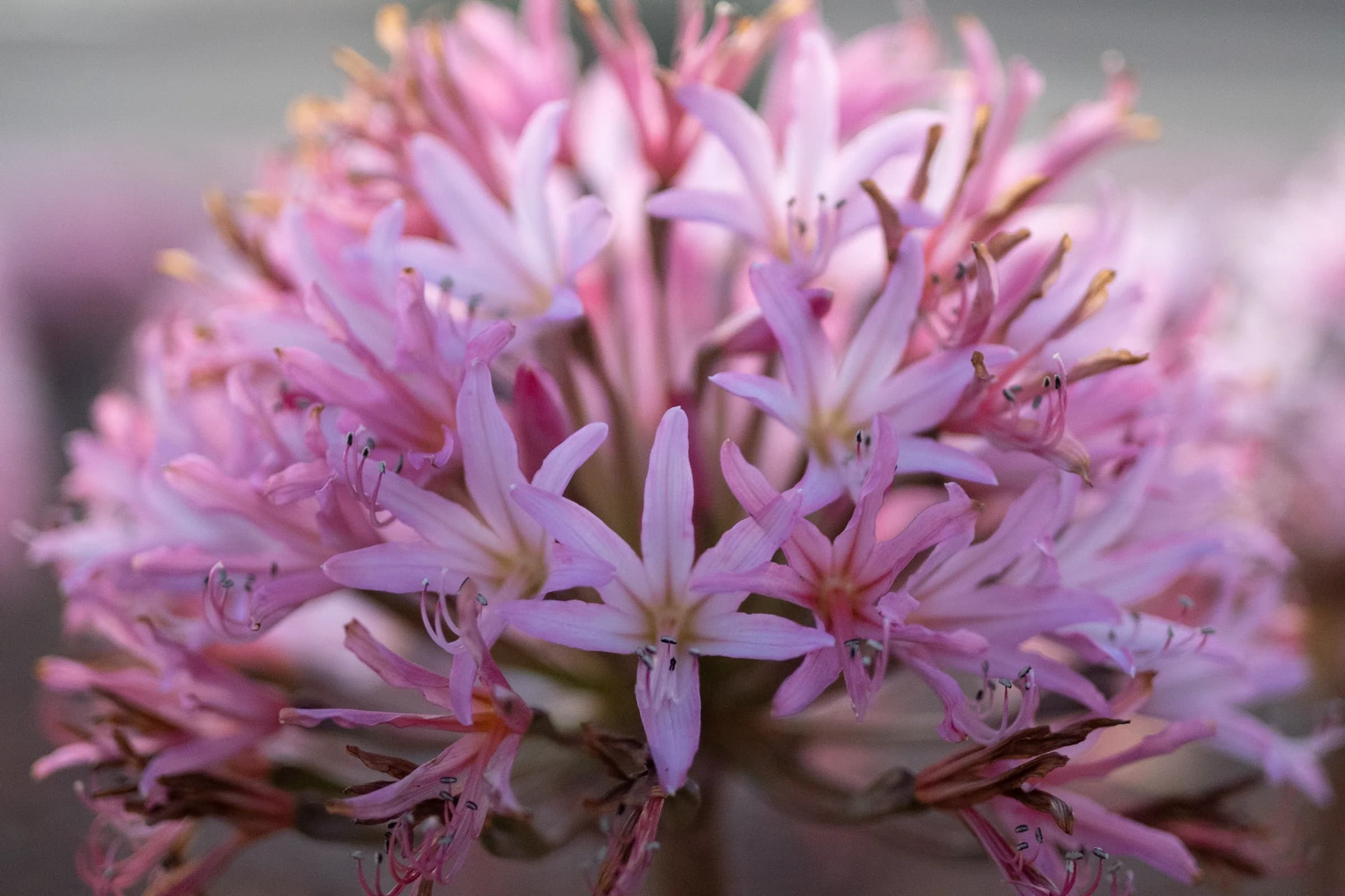 Pink flower heads in close detail