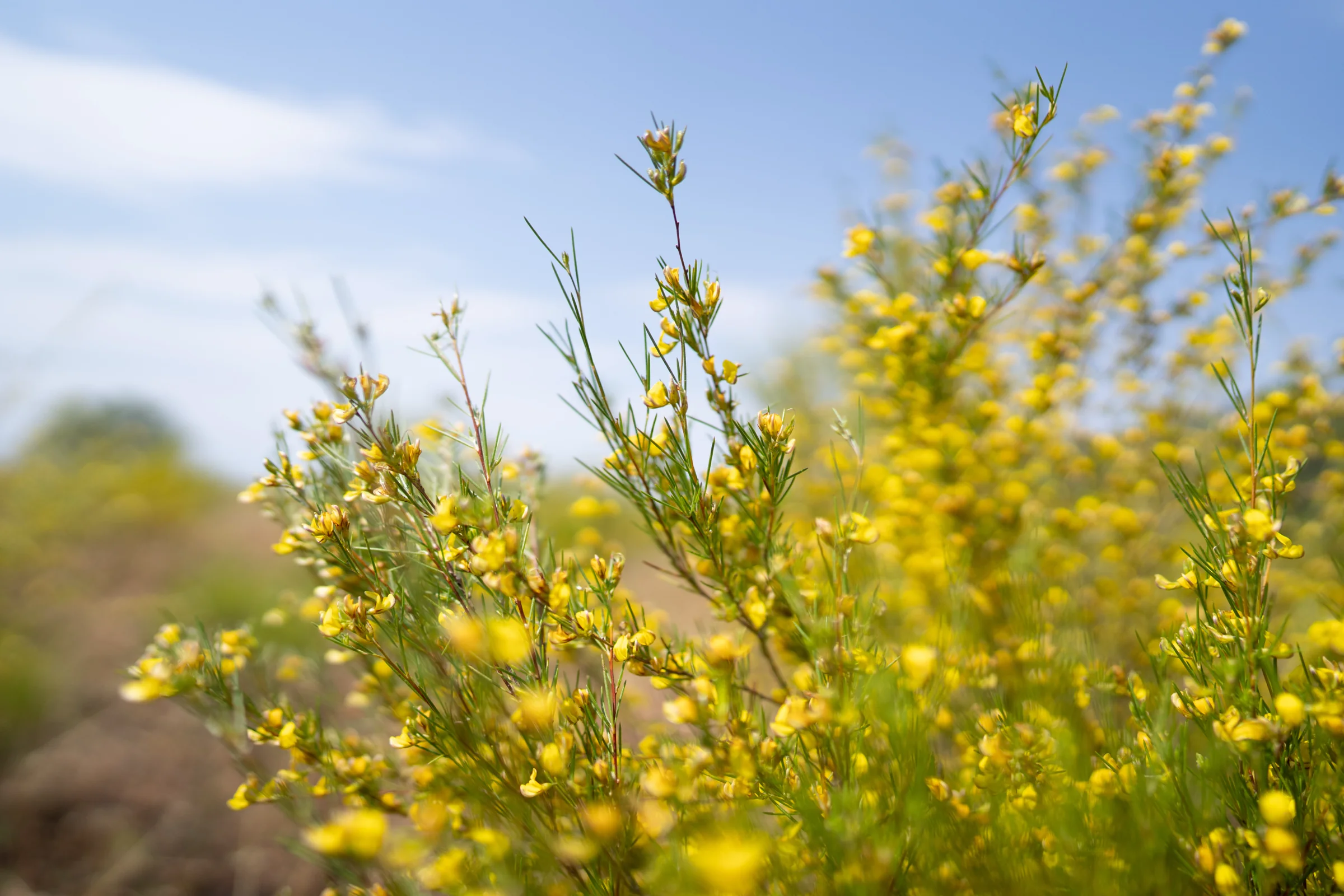A flowering rooibos shrub with small yellow flowers against a blue sky