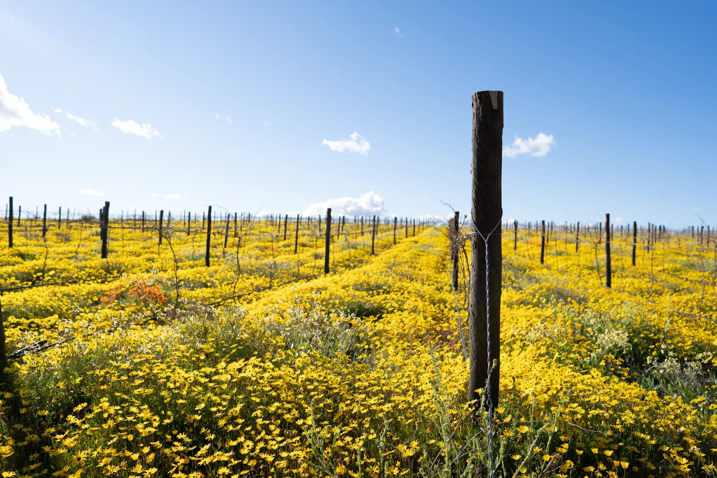 Yellow flowers along vineyard trellises under a blue sky
