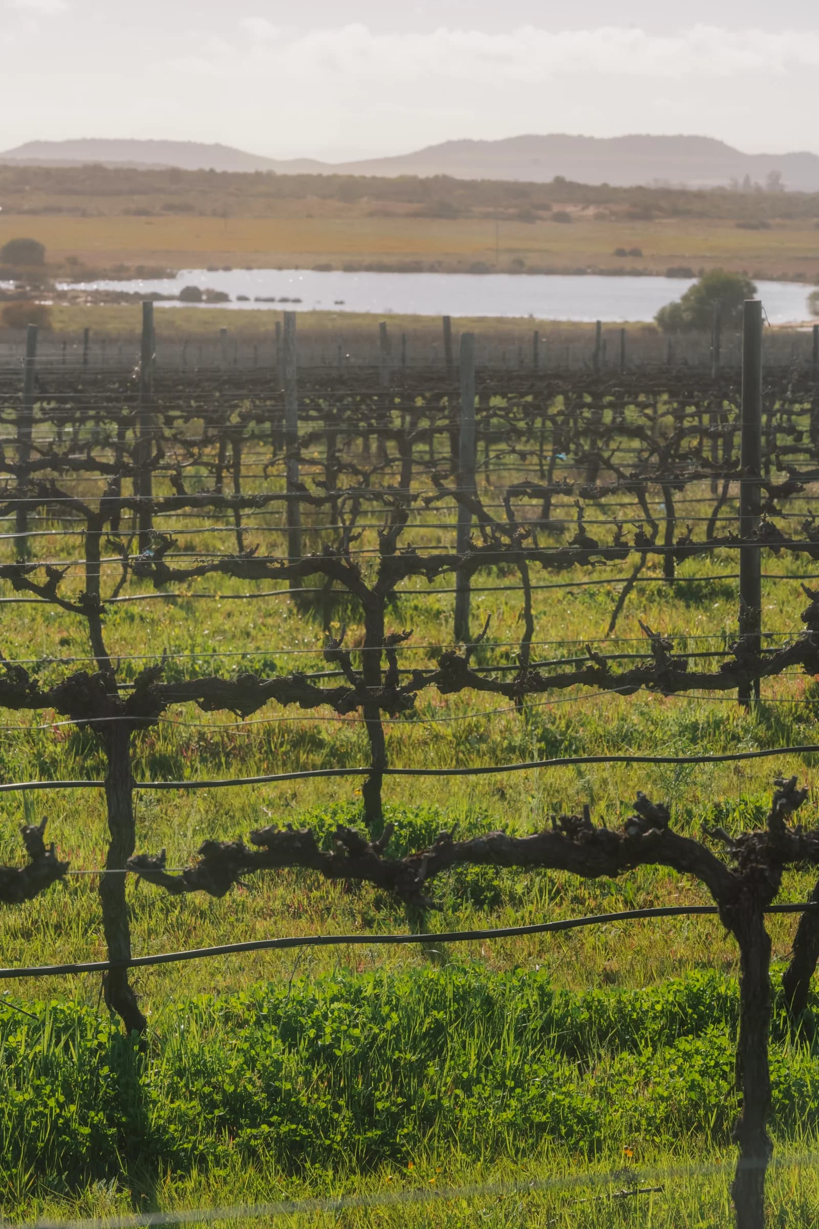 Rows of dormant vines with a dam and hills beyond