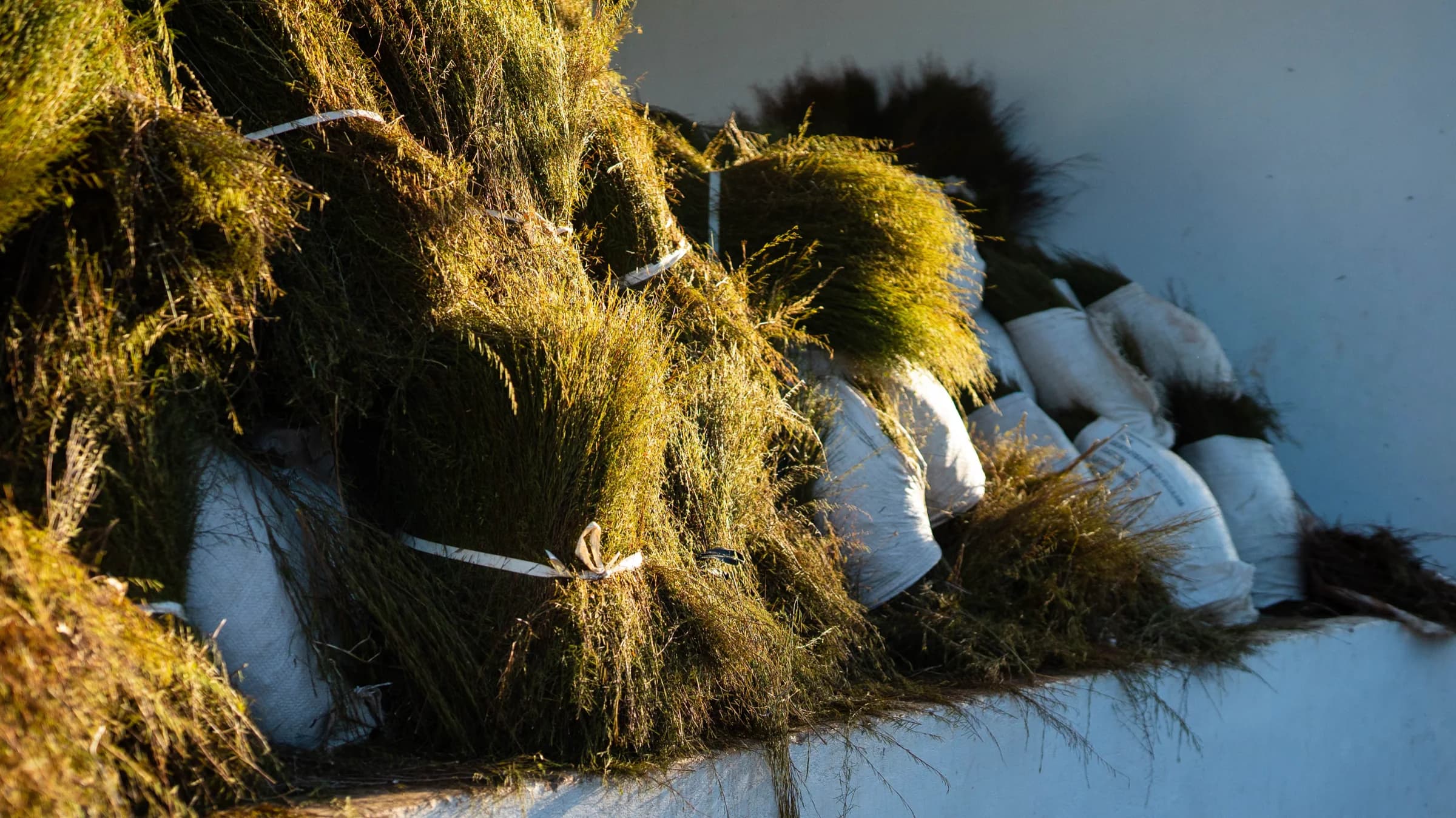 Freshly cut green rooibos bundles tied with white cord, stacked in low sun