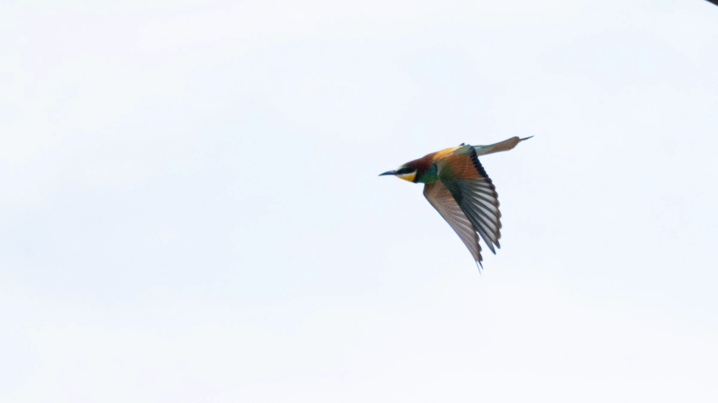 A European bee-eater in flight against a white sky