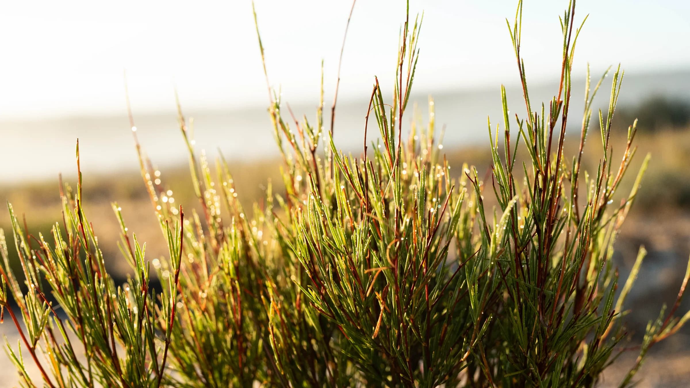 Fine green rooibos stems wet with dew, backlit by early sun